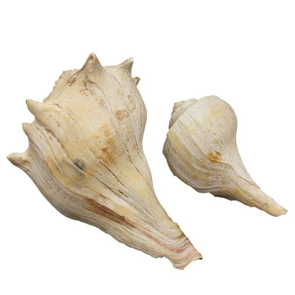 Set Of 2 Vintage Seashells - Large Conch & Spiral Whelk Shell for Coastal Decor - Picture 3 of 4